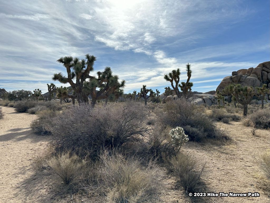 Joshua Tree NP